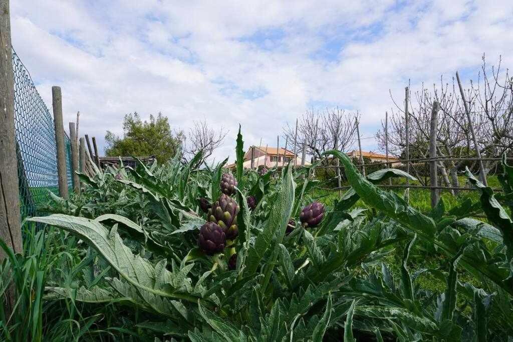 Agriturismo Podere Santa Virginia 阿尔比尼娅 外观 照片